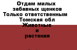 Отдам милых, забавных щенков.Только ответственным. - Томская обл. Животные и растения » Собаки   . Томская обл.